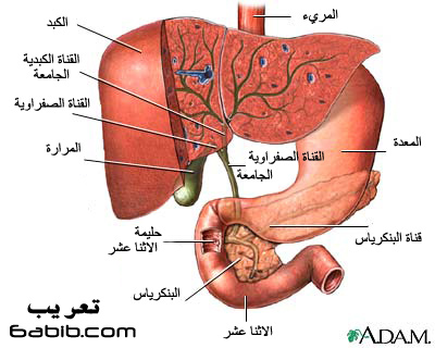 امراض باطنية