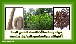 القسط الهندي وفوائده