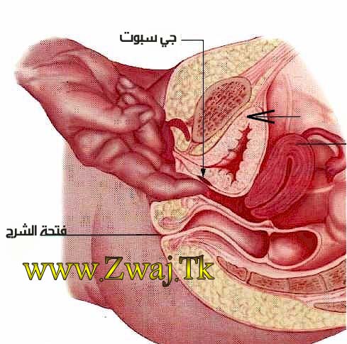 منطقة جي سبوت