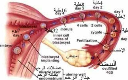 انسداد الانابيب 20161015 2886