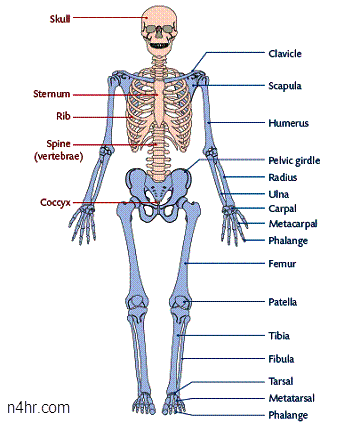 صور الهيكل العظمى في جسم الانسان