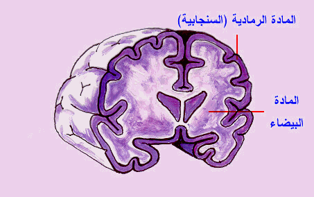 جهاز العصبي المركزى 20161109 1