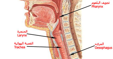 علاج حساسية الحلق 20161110 286